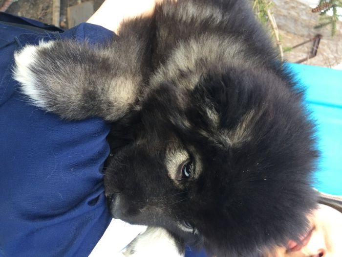 щенки кавказской овчарки