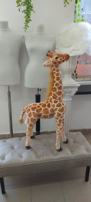 Girafa plus evenimente/ PhotoCorner Jungle