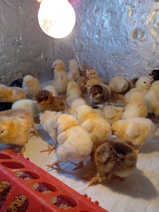 Балапандар сатылады жаңа туылған