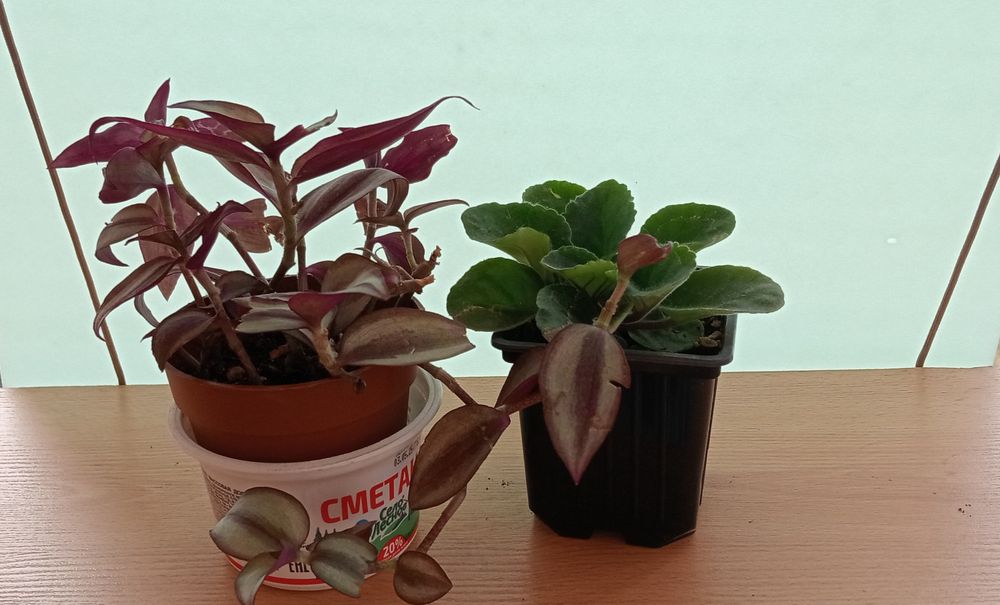 Комнатные цветы. От 500 тенге.