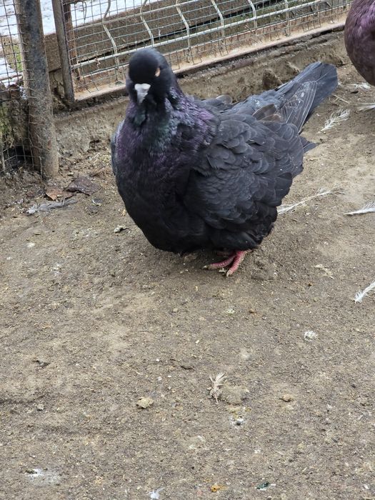 Porumbei Modain francez  mascul 2023