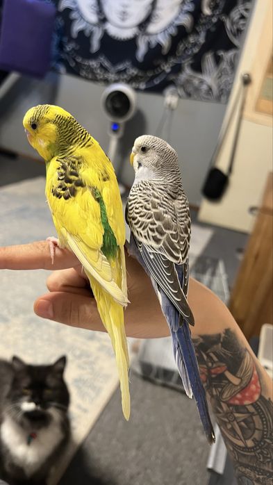 Продам попугая девочка и мальчик