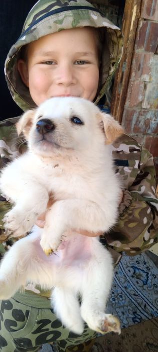 Щенки мальчики и девочки