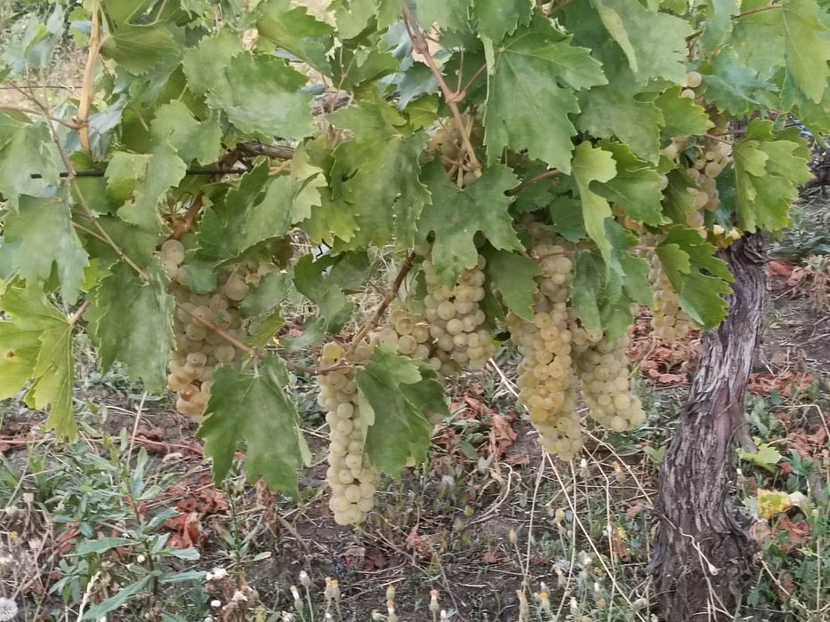 VÂND STRUGURI –Feteasca Regală
