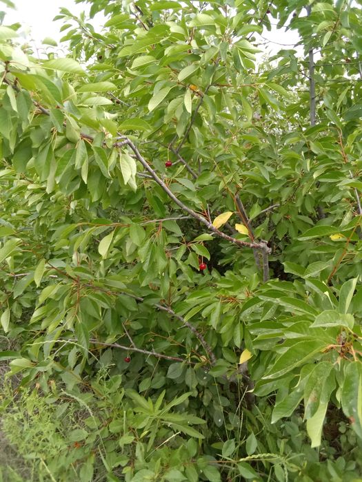 Дачный земельный участок городе