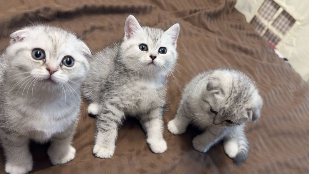 Продаётся котики серебристый Шен шыла