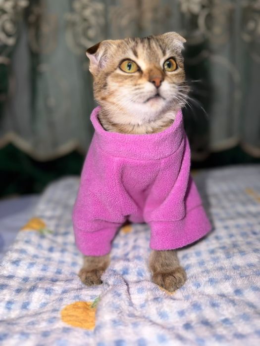 Ласка ищет семью