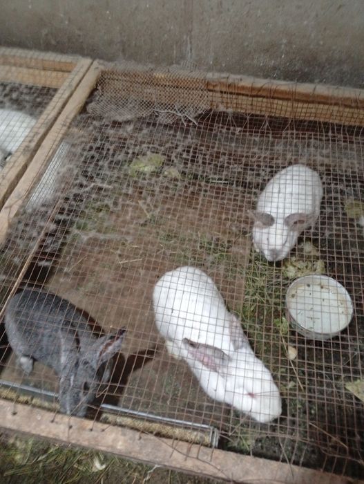 Кролики живые на продажу