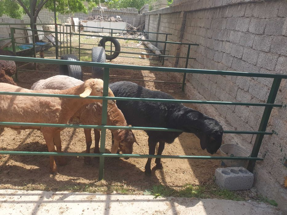 Qurbonlik  qo‘chqorlar sotiladi! ​: Tirik vazni 75-80 kg atrofida.
