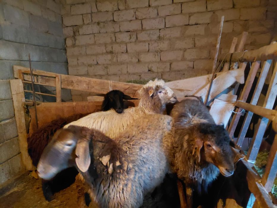 Бараны Семи Бордакы