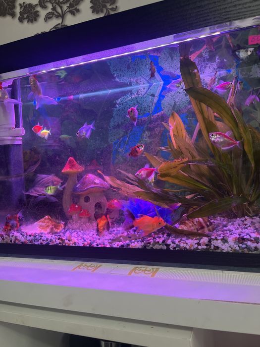 Аквариум балықтарымен