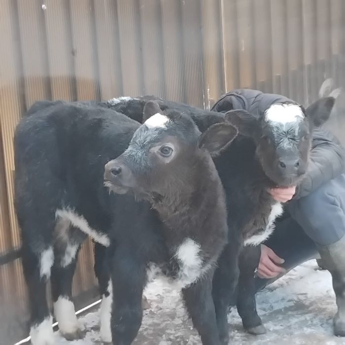 Vând două vitele belgiene