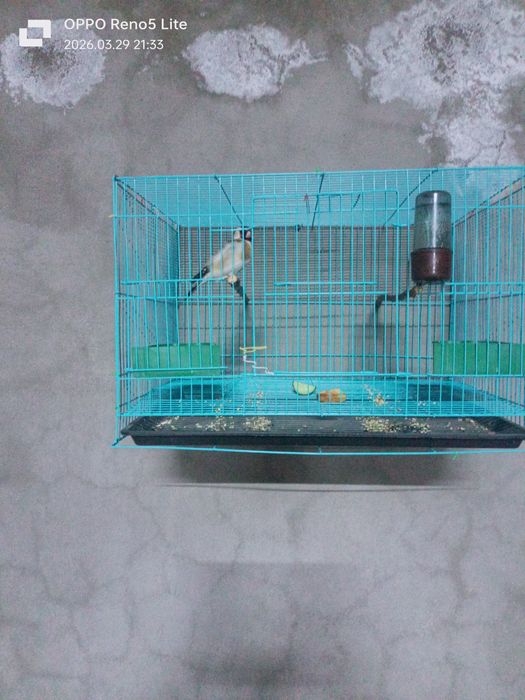 Продается щегол.