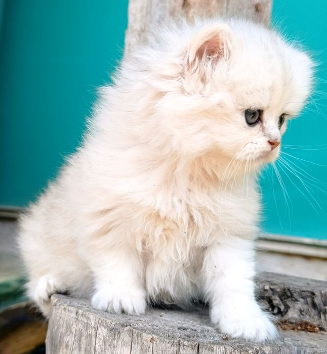 Продаются котята  Scottish straight.