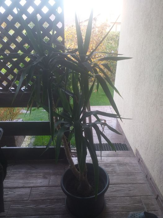 Planta de interior Yucca