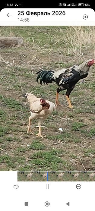 Сатлады срочнаа.