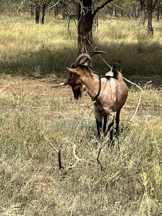 козел. теке