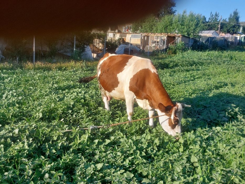 Vând vaca baltata românească