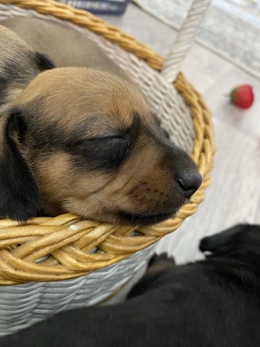 Продам щенков таксы