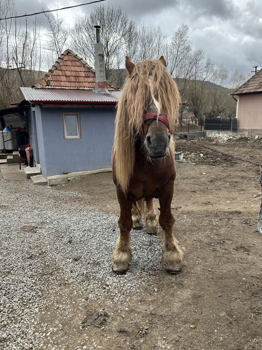 Armasar de vanzare