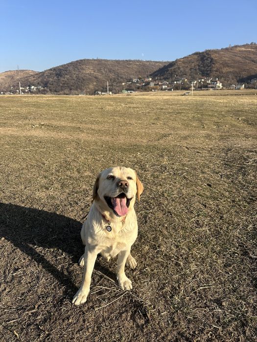 Вязка лабрадора ретривер