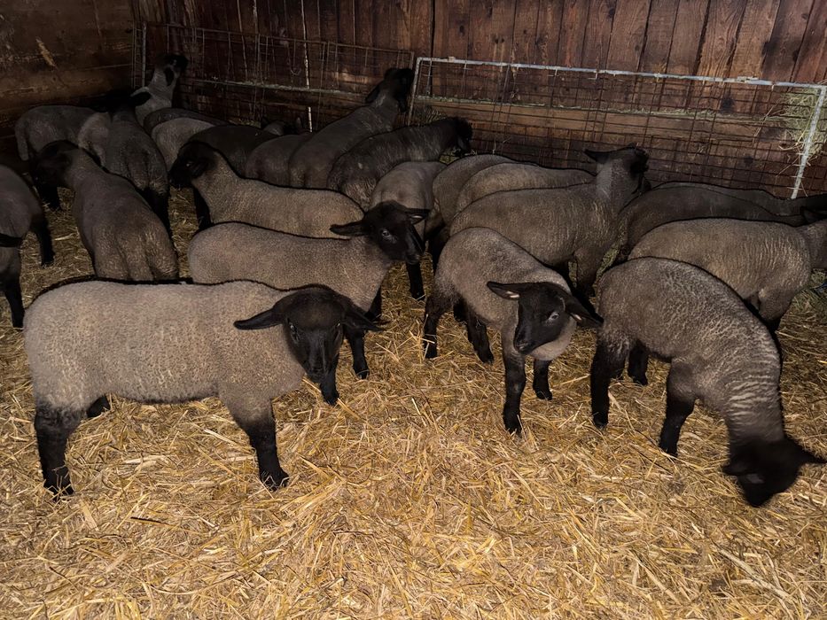 Miei din rasă de carne (suffolk englezesc)