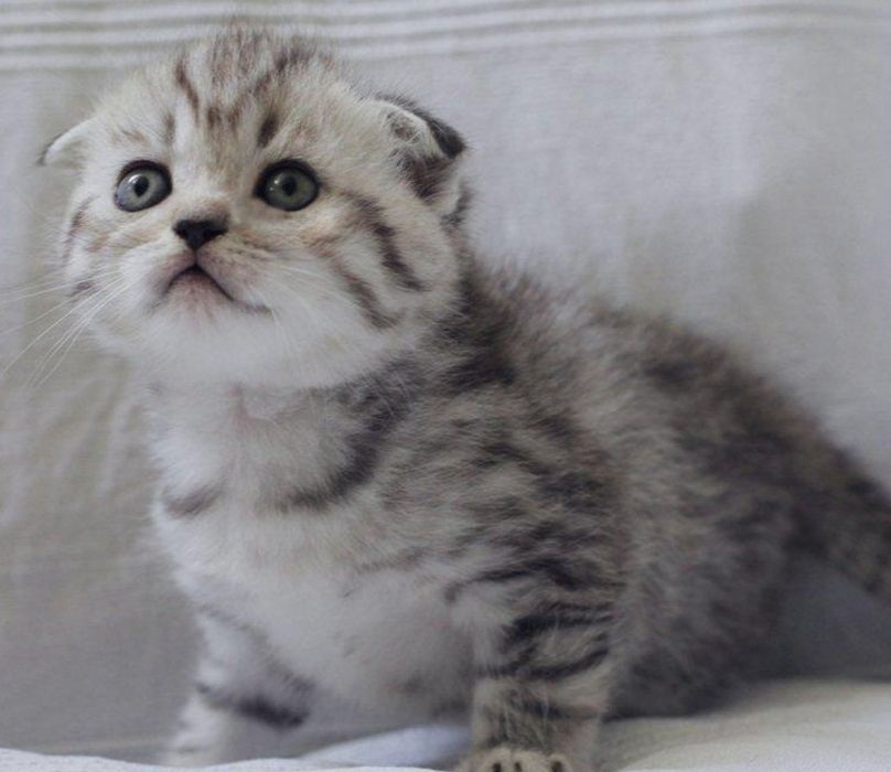 Продаются чистокровные котята