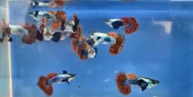 Продаю рыбок гуппи дамбо