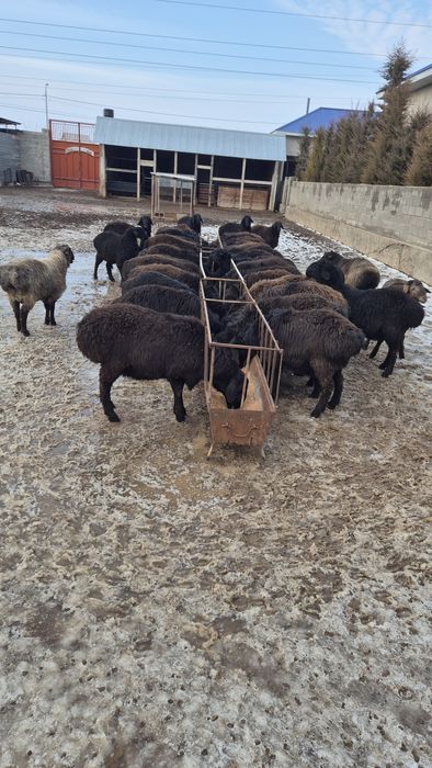 Қошқарлар. Парода