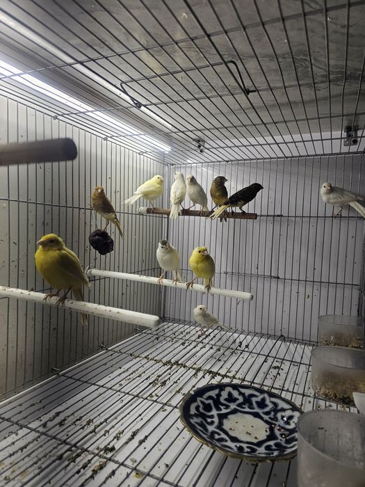 Канарейка сотилади оптом 12 та бор 150 булиши Самарканд