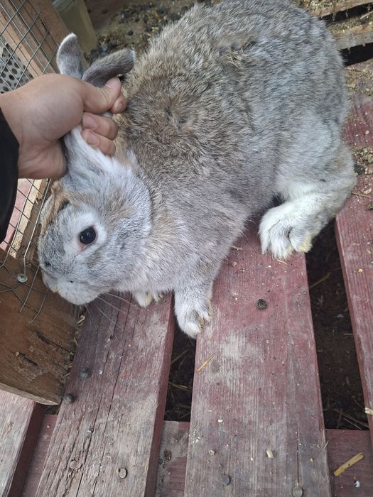 Қоян,көжектер сатамын