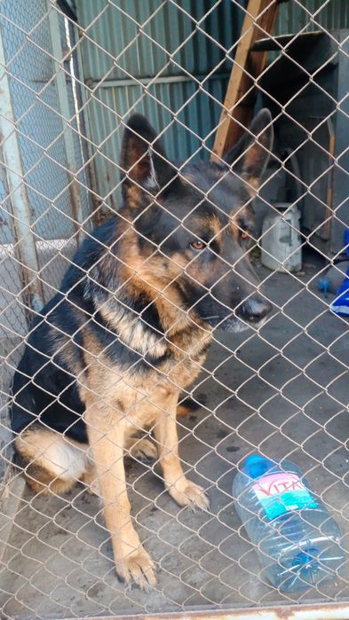 Немецкая овчарка