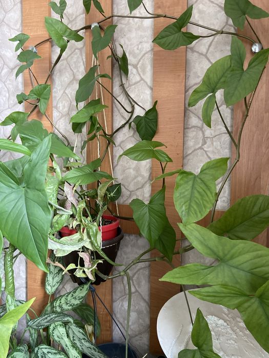 Продам  вьющиеся сортовые сциндапсусы(3вида)