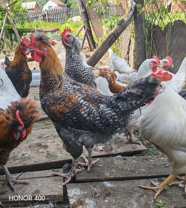 Продам породистых молодых петушат