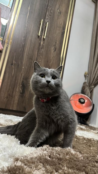 Вийаска моззи киз мушклар билаг севшади нархи 300 минг нелшамиз