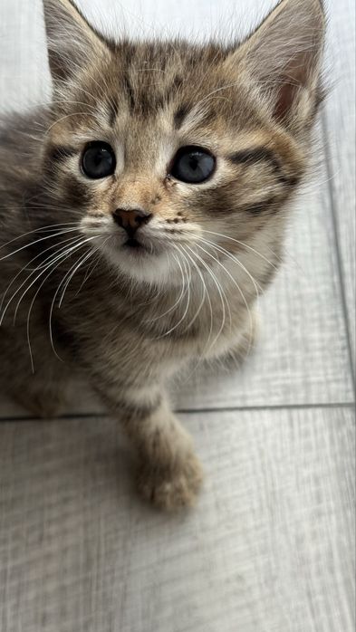 Котята в добрые руки девочки