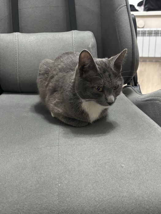Отдаю кошку даром