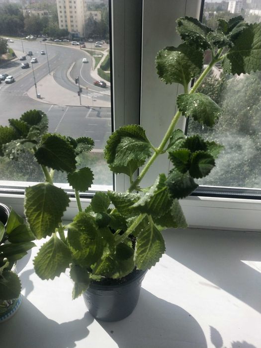 Мята, аромат круглый год