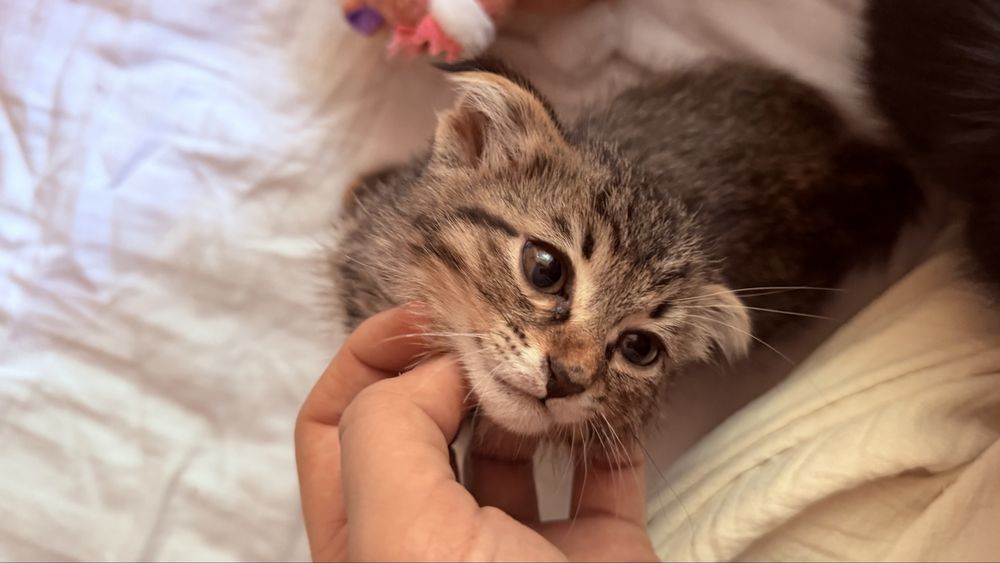 Scottish Fold mushugi zoti toza 1.5 oylik