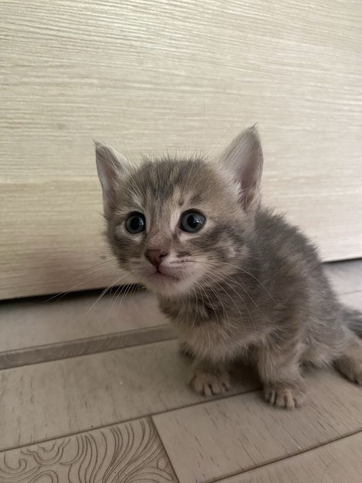 Отдадим в дорбые руки