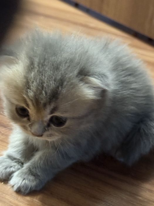 Котята вислоушки британцы