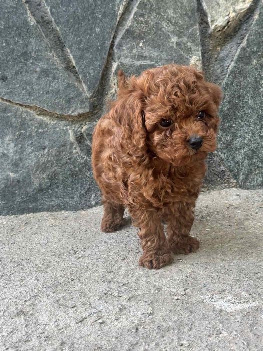 Пудел Той/Poodle Toy