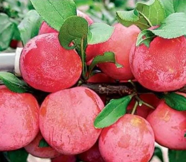 Prun Soiul (Red Freedom )