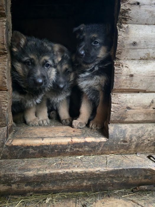 Продам щенков немецкой овчарки