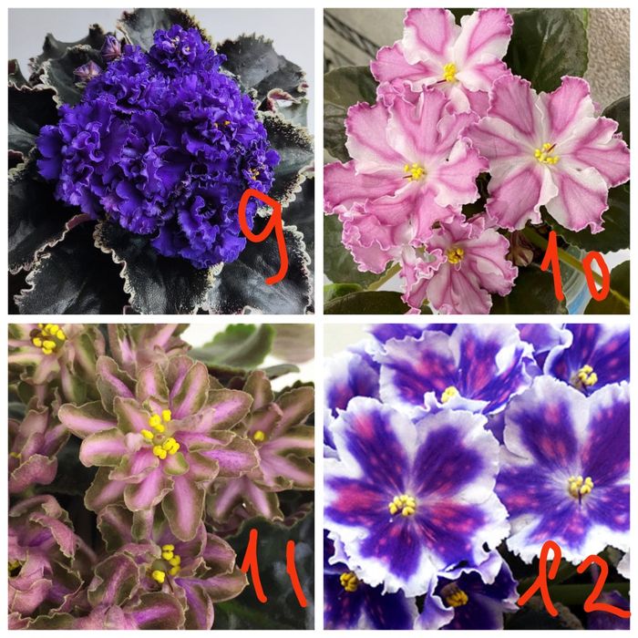 Продам детки сортовых фиалочек