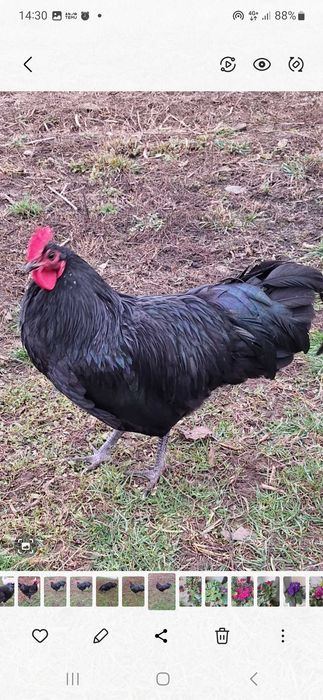 Vând cocoși Australorp – negru și albastru