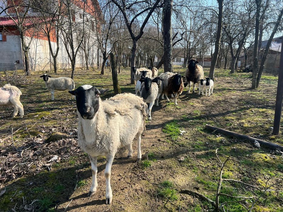 Vand oi / miele Dorper