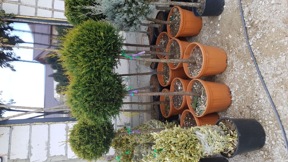 Vindem din pepiniera noastră magnolie palmieri și diferite forme