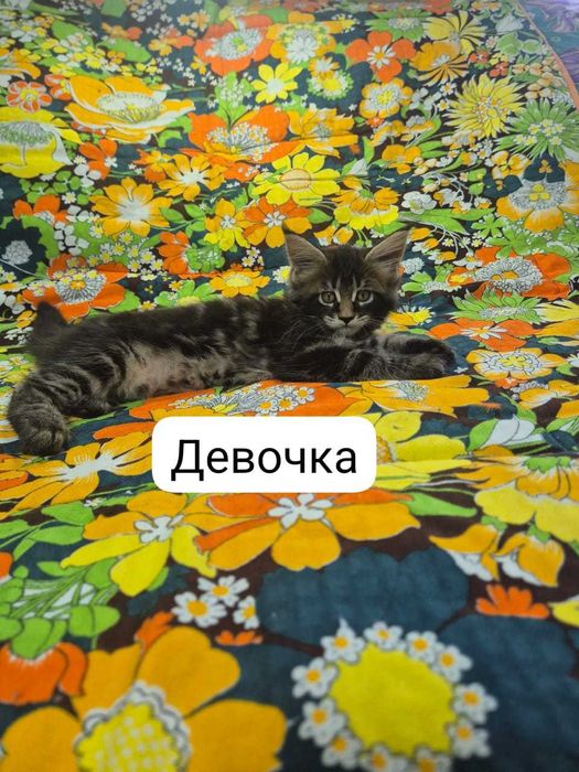 продам котят породы Мейн кун