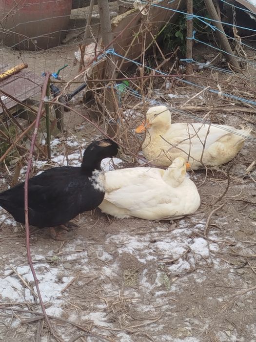 Vand 4 rate tinere 3rate si un ratoi